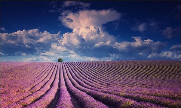 A scenic view of lavender fields yili