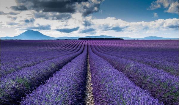 A Photographer’s Dream: Capturing the Beauty of Lavender Fields in Yili