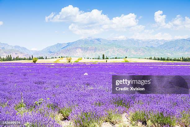 A scenic view of lavender fields yili