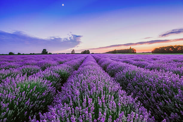A scenic view of lavender fields yili