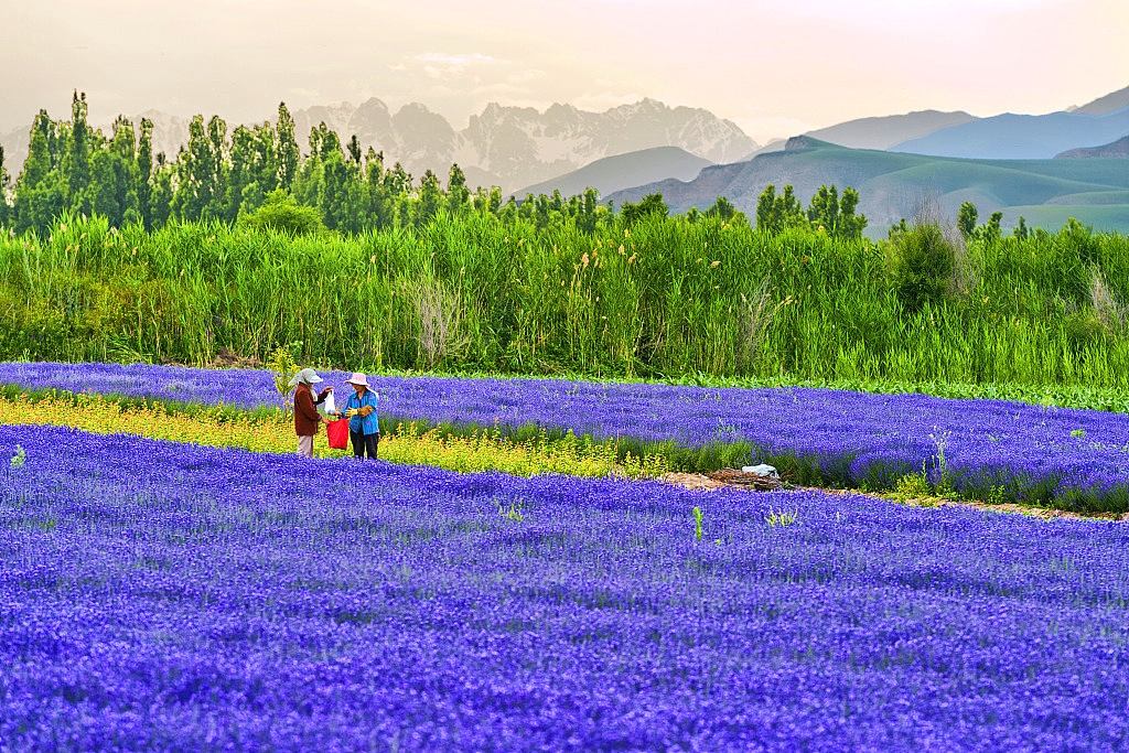 A scenic view of lavender fields yili