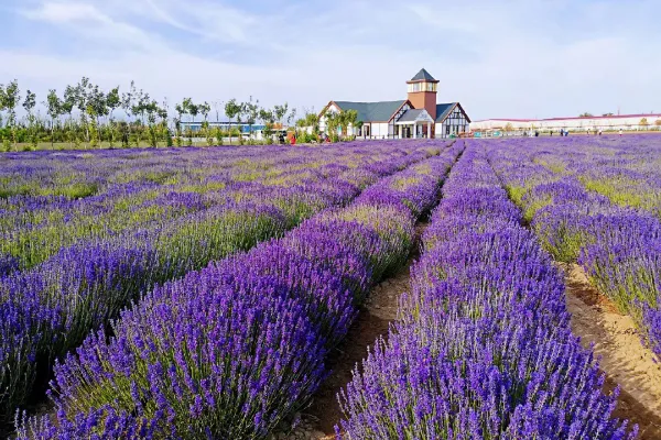 A scenic view of lavender fields yili