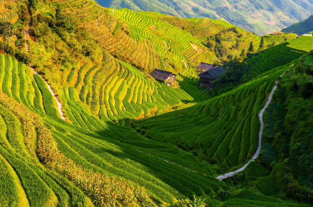 A scenic view of longji terraced fields