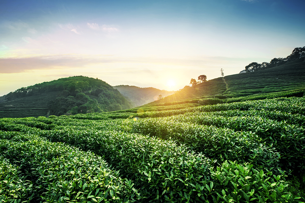 A scenic view of longjing tea plantation
