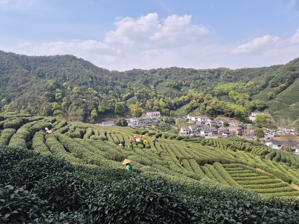 A scenic view of longjing tea plantation