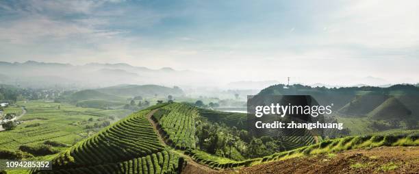 A scenic view of longjing tea plantation
