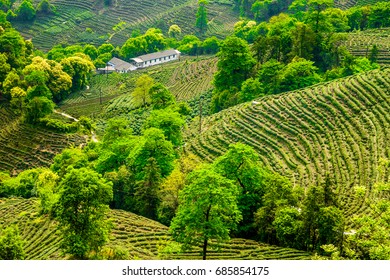 Longjing Tea Plantation: Your Guide to China’s Iconic Tea Experience