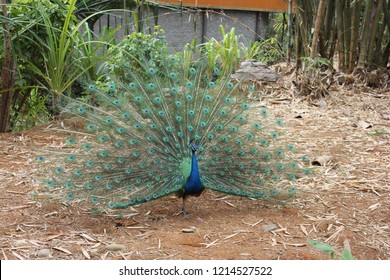A scenic view of mangshi peacock valley