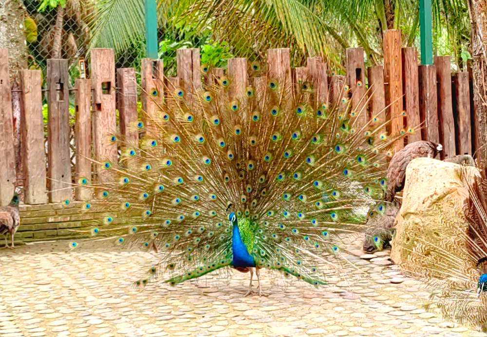 A scenic view of mangshi peacock valley
