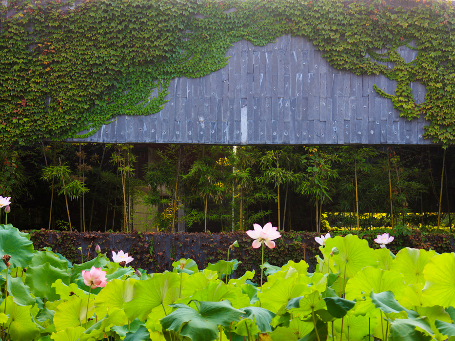 A scenic view of meiyuan garden