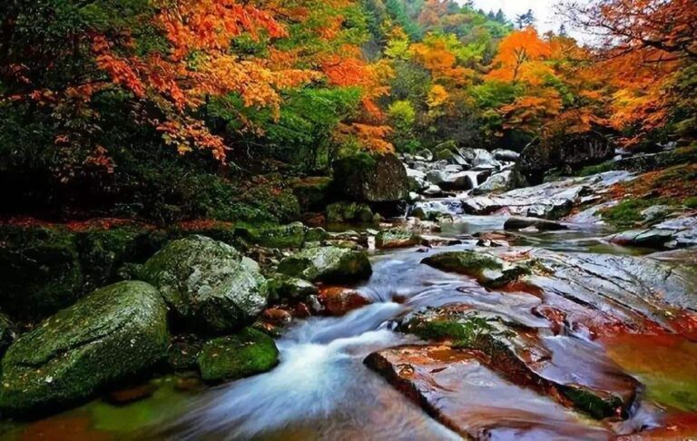 Unforgettable Experiences Await at Niubeiliang National Forest Park