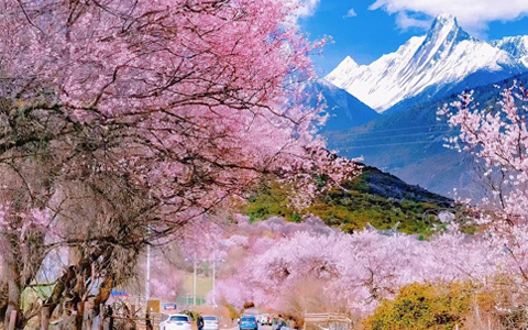 Unveiling Nyingchi’s Peach Blossom Valley: A Stunning Journey Through Nature