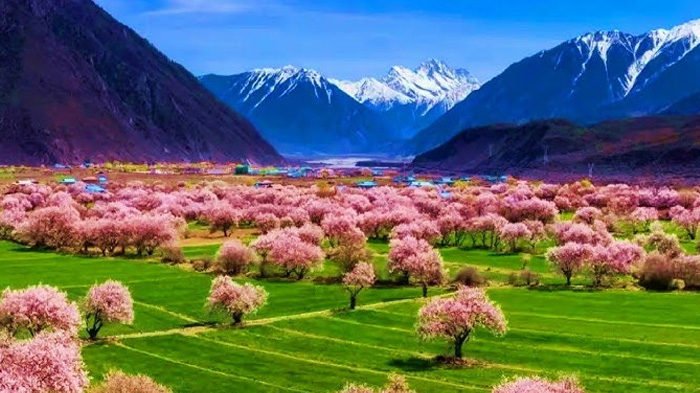 A scenic view of nyingchi peach blossom valley