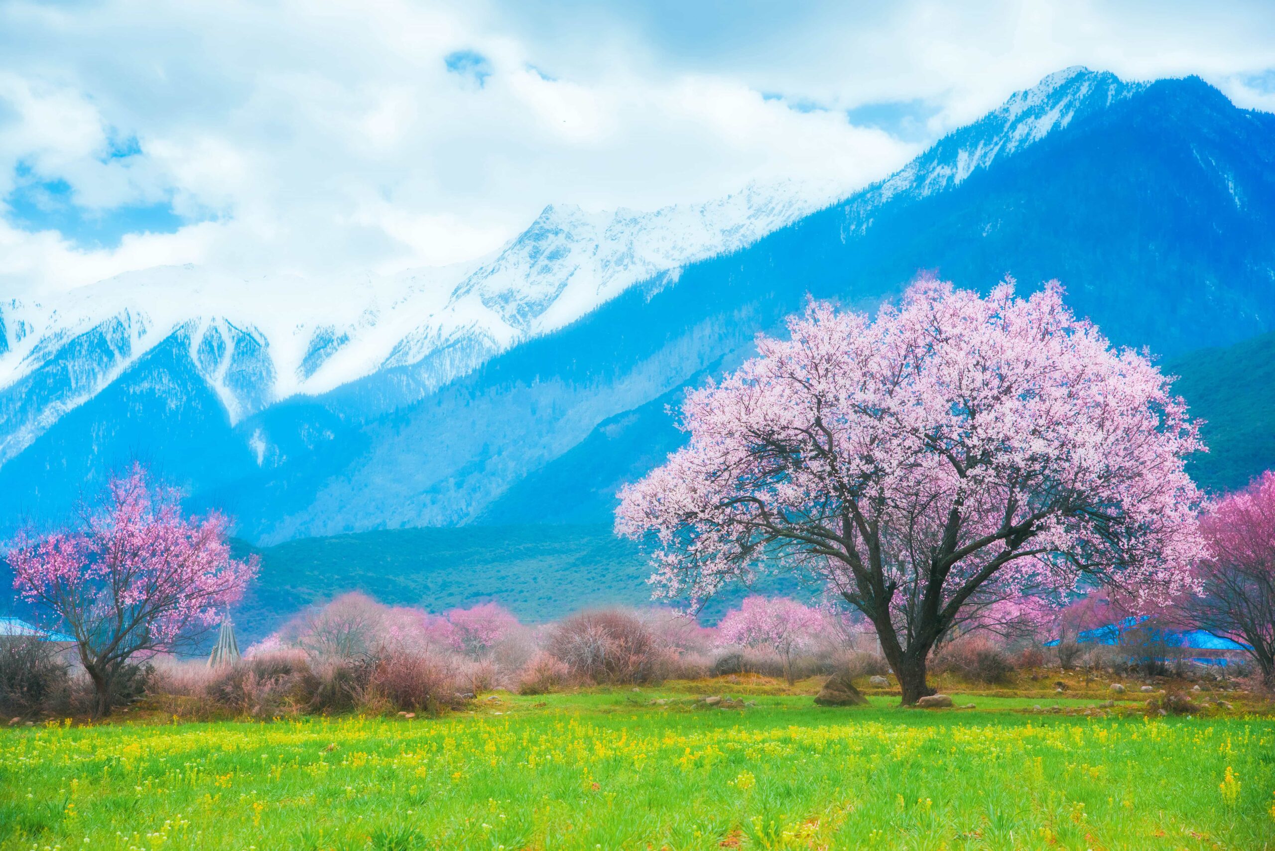 A scenic view of nyingchi peach blossom valley