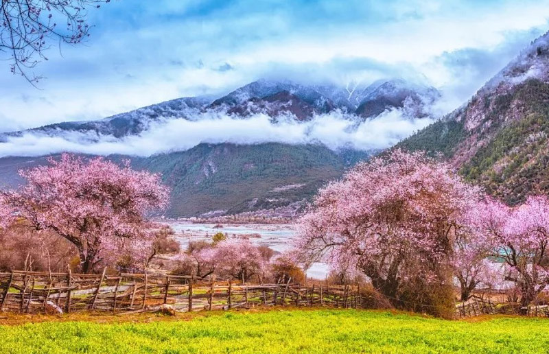 A scenic view of nyingchi peach blossom valley