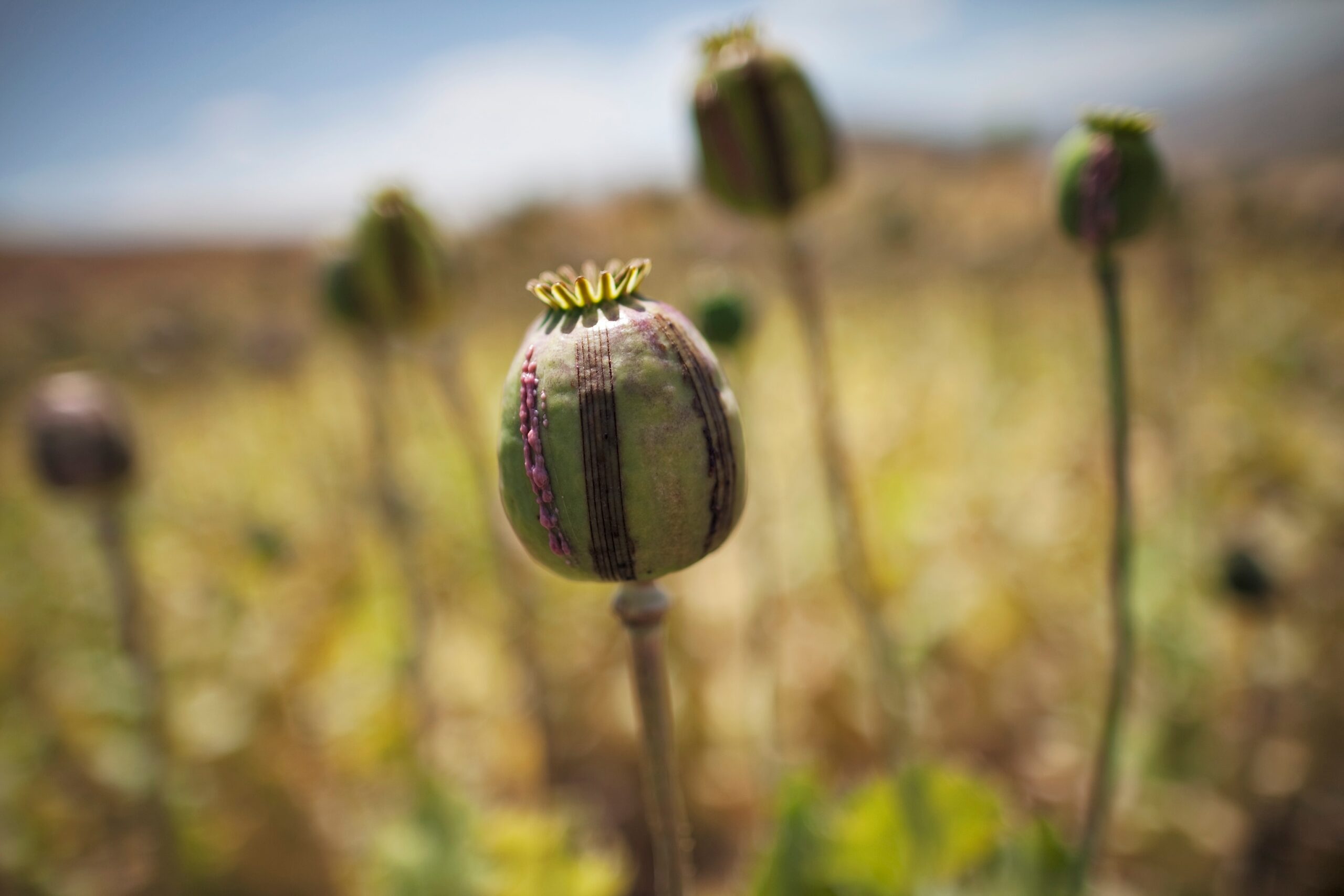 A scenic view of opium war sites