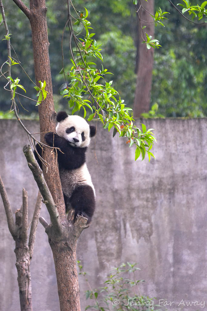 A scenic view of panda research base