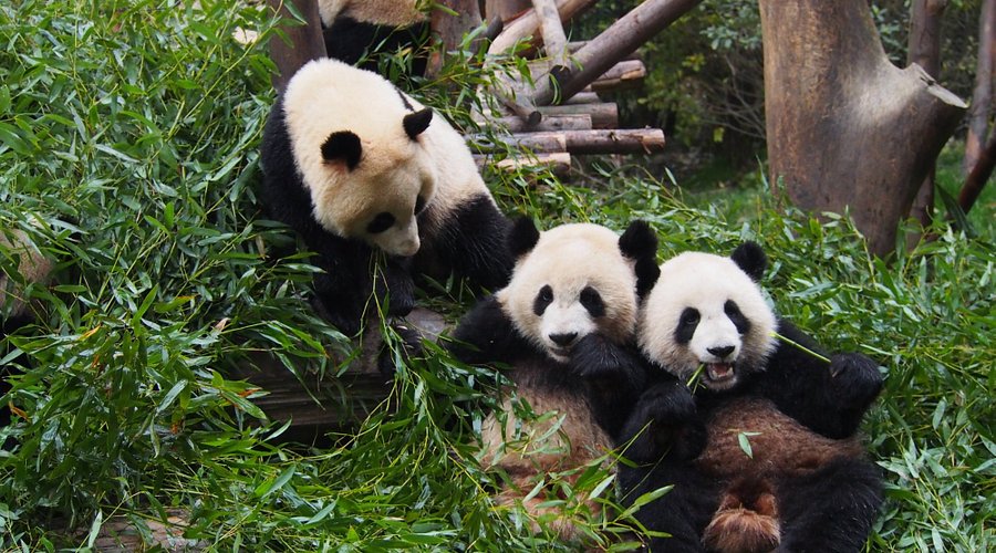 A Day at the Panda Research Base: Cuddly Encounters and Conservation Efforts