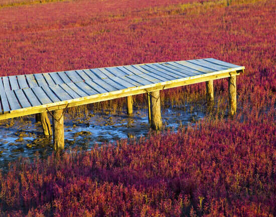 A scenic view of panjin_red_beach