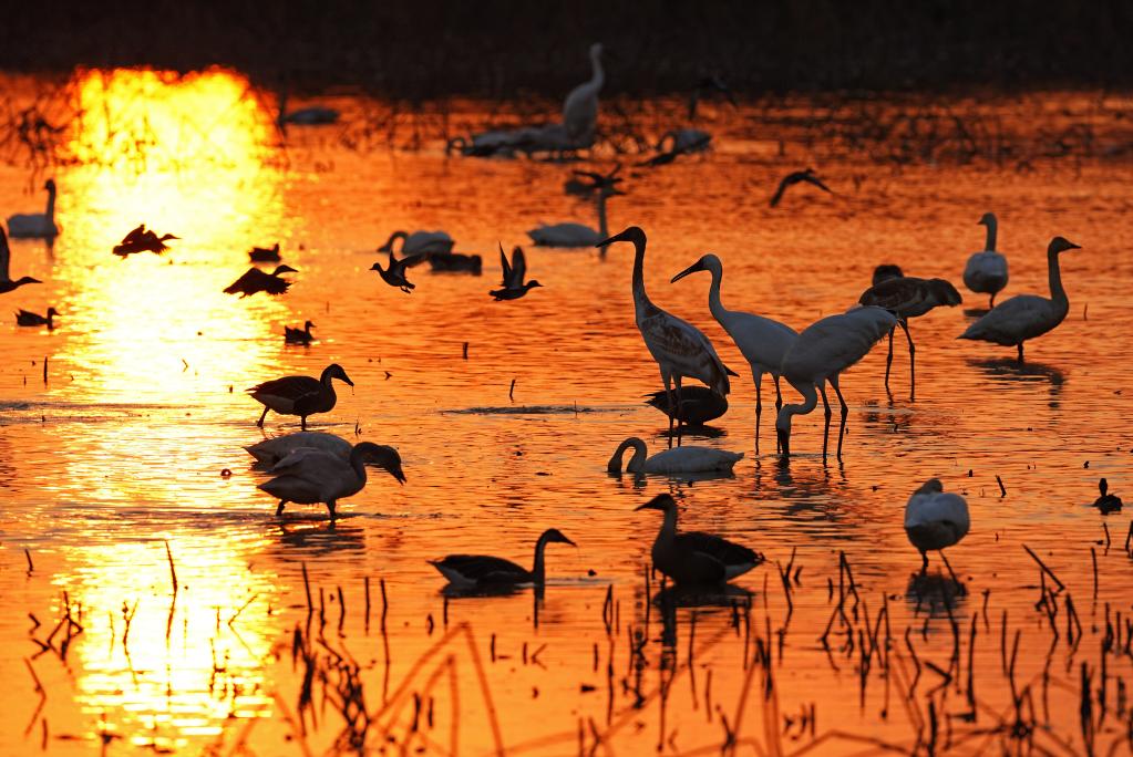 A scenic view of Poyang Lake Migratory Bird Sanctuary