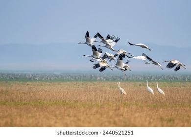 A scenic view of Poyang Lake Migratory Bird Sanctuary