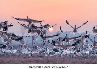 Poyang Lake Migratory Bird Sanctuary: A Birdwatcher’s Paradise in China
