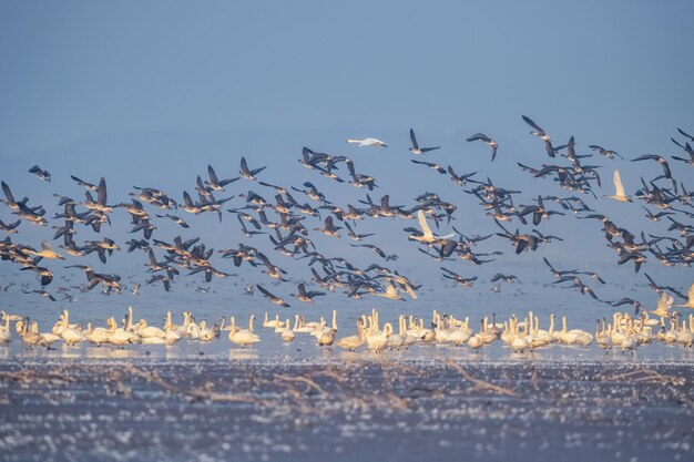 A scenic view of Poyang Lake Migratory Bird Sanctuary