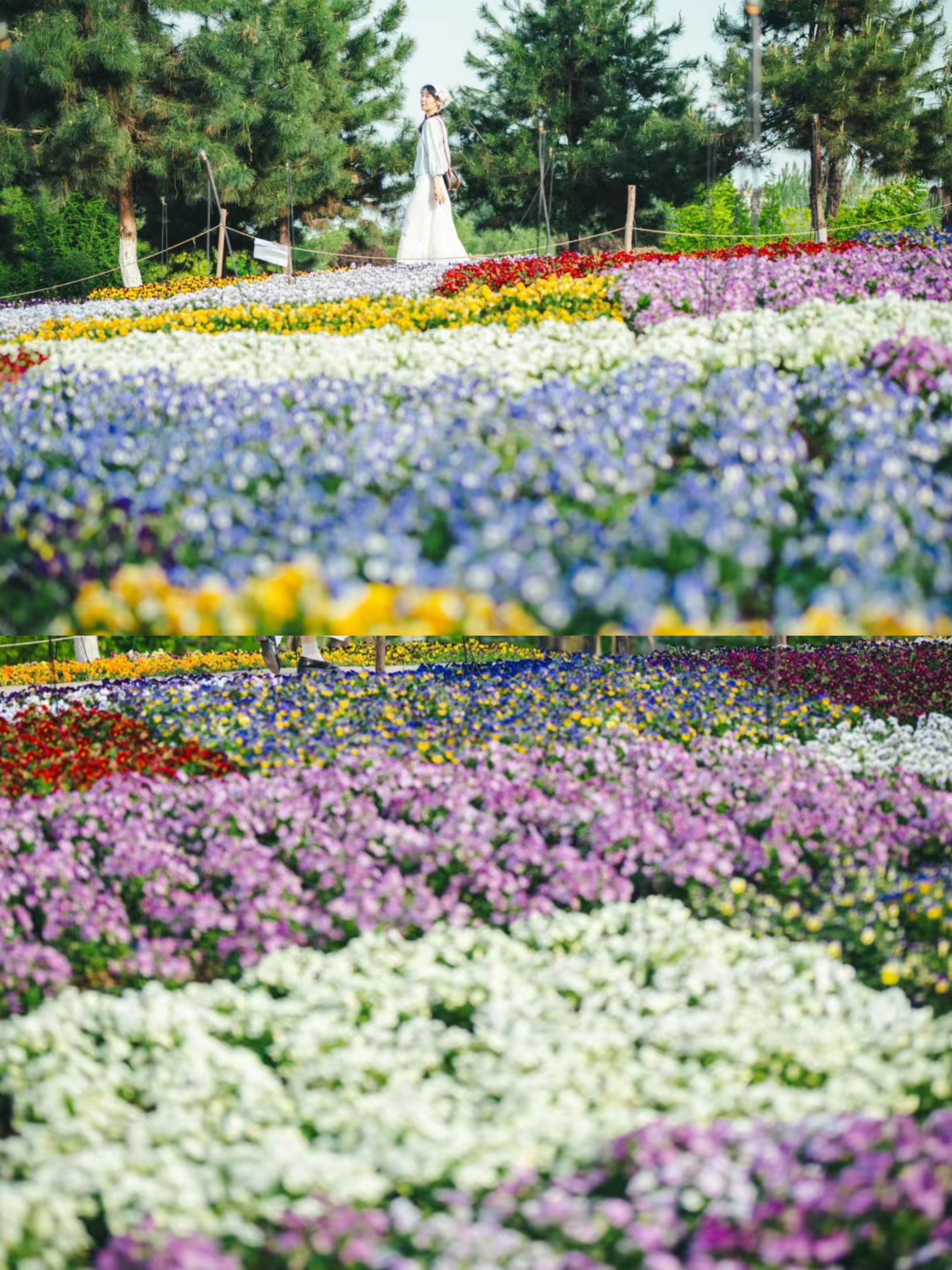 A scenic view of qinling_national_botanical_garden_scenic_area