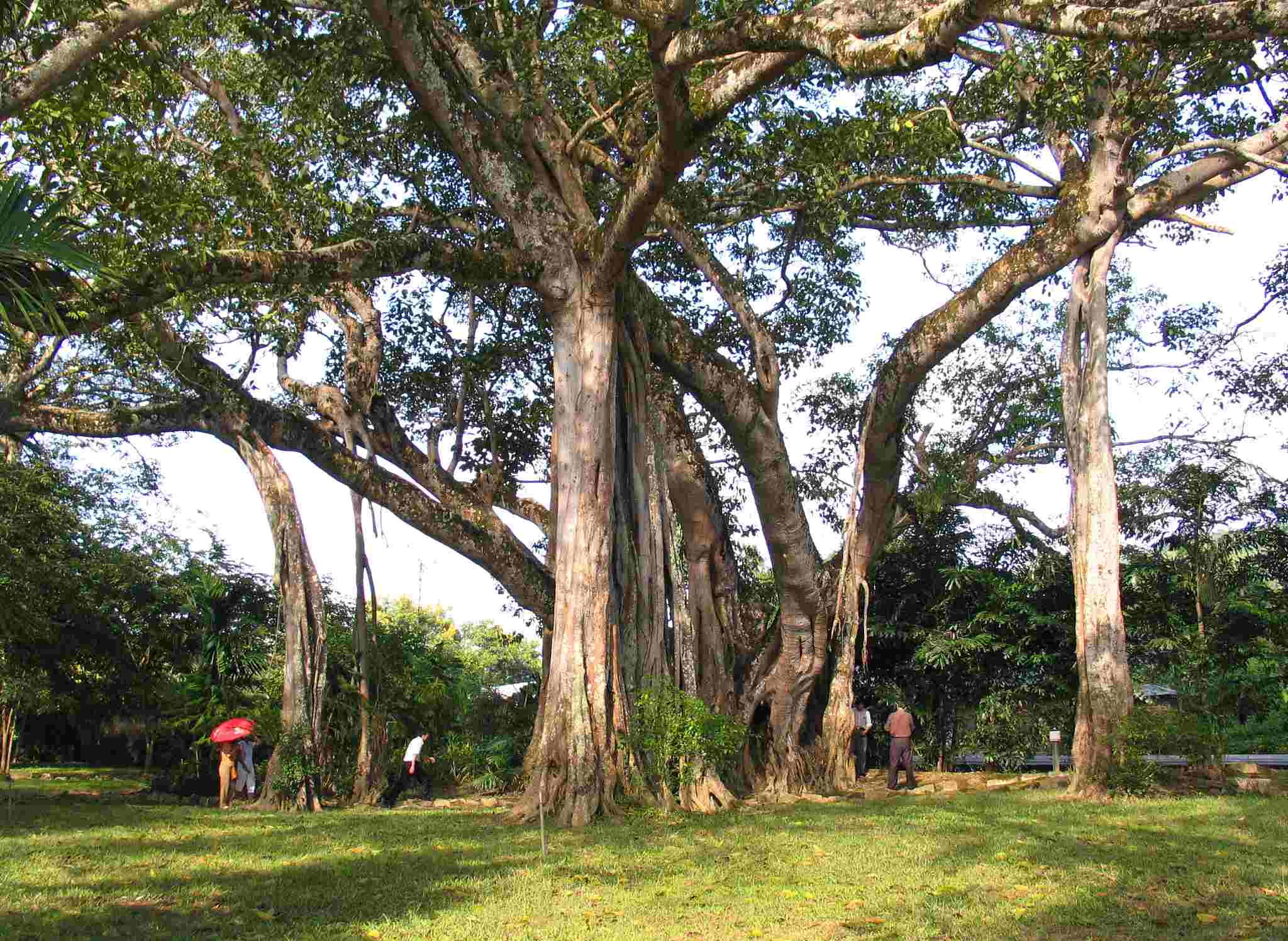 A scenic view of ruili border cultural park