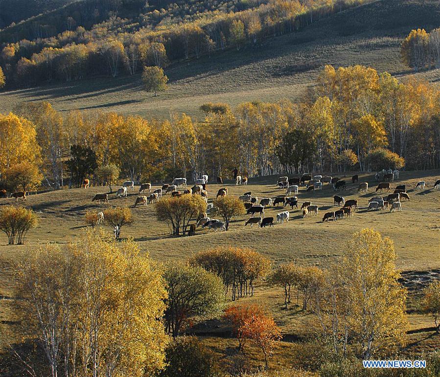 A scenic view of Saihanba National Forest Park
