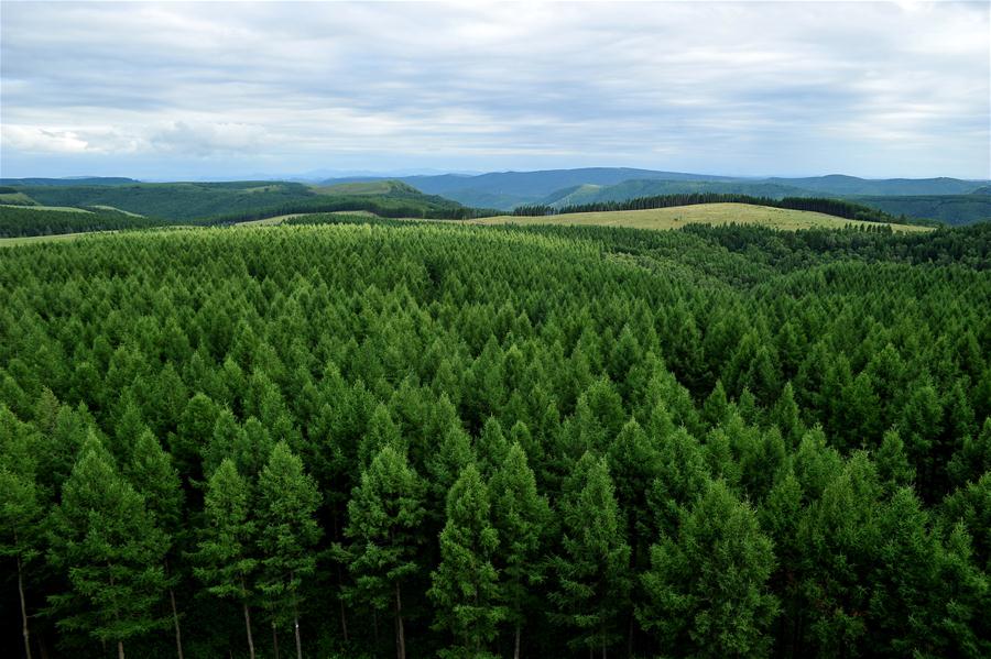 A scenic view of Saihanba National Forest Park