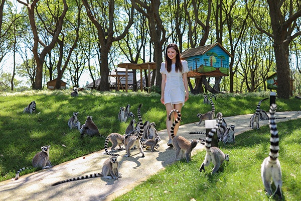 Shanghai Wild Animal Park: An Unforgettable Journey Through Nature and Wildlife