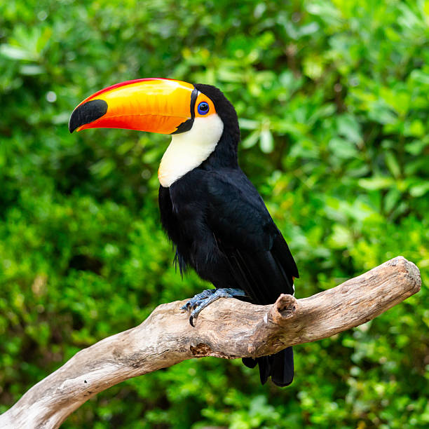 A scenic view of shanghai_wild_animal_park