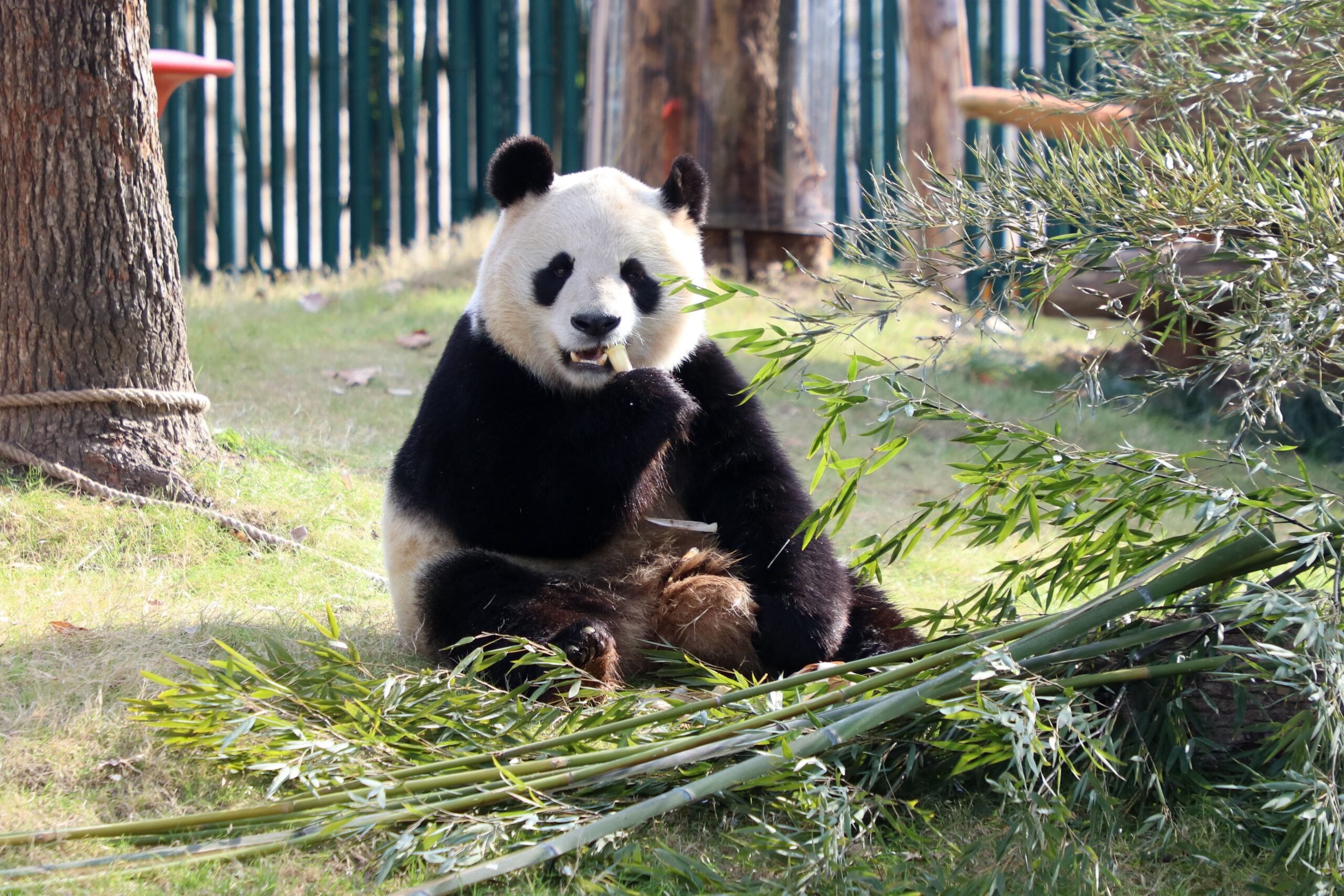 A scenic view of shanghai_wild_animal_park