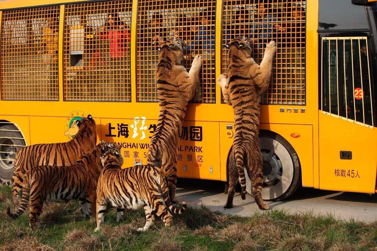 A scenic view of shanghai wildlife park