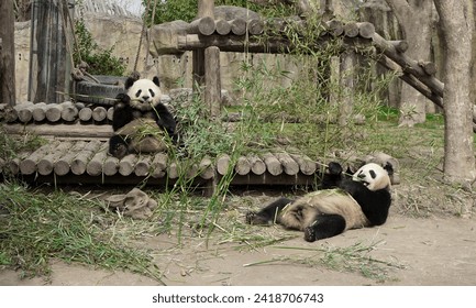 A scenic view of shanghai wildlife park