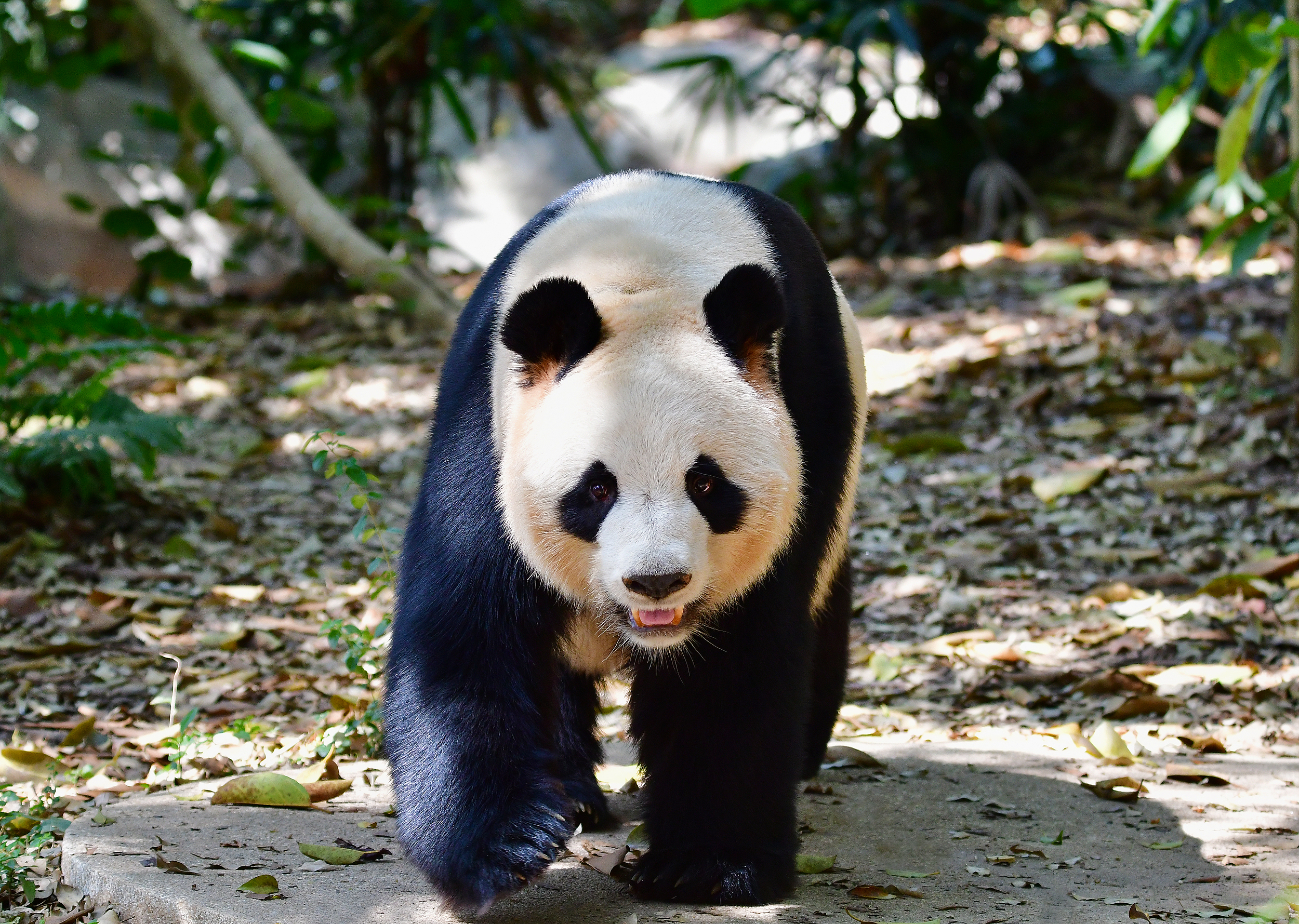 A scenic view of shenzhen safari park