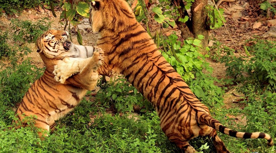 A scenic view of shenzhen safari park