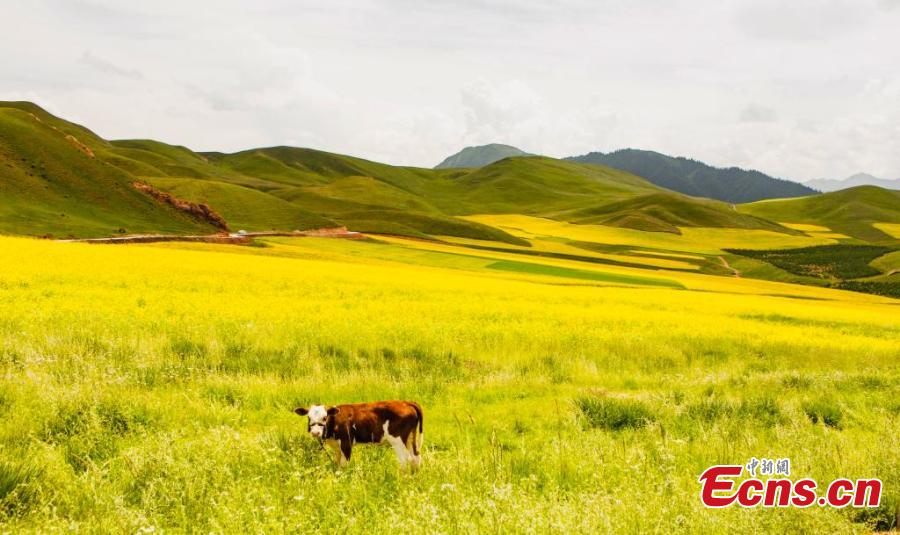 A scenic view of shibaozhai_heritage
