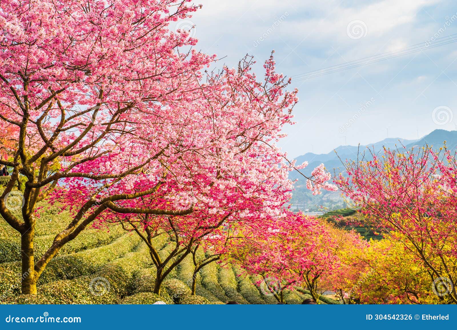 A scenic view of spring and autumn tombs