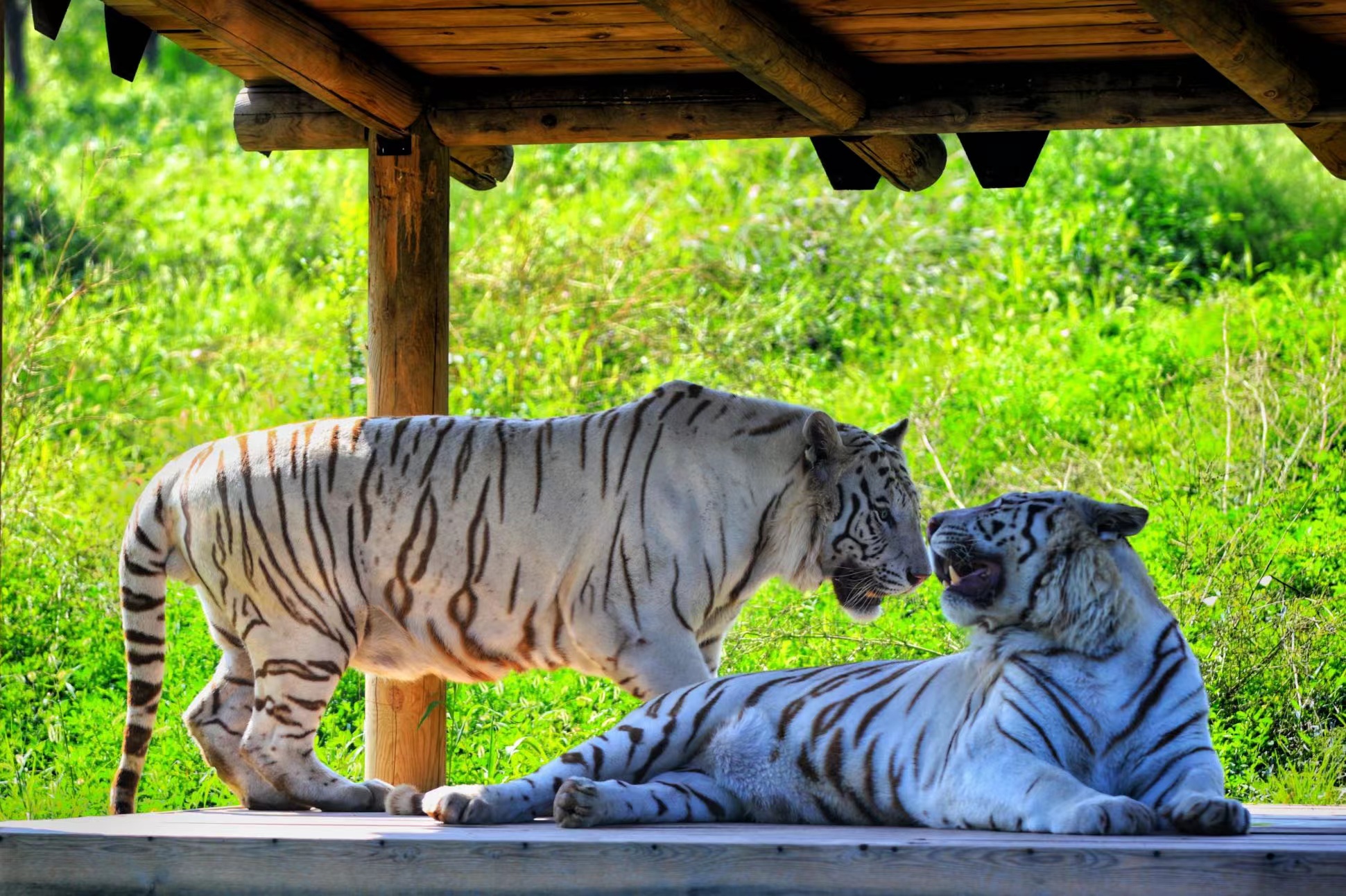 A scenic view of Taiyuan Zoo