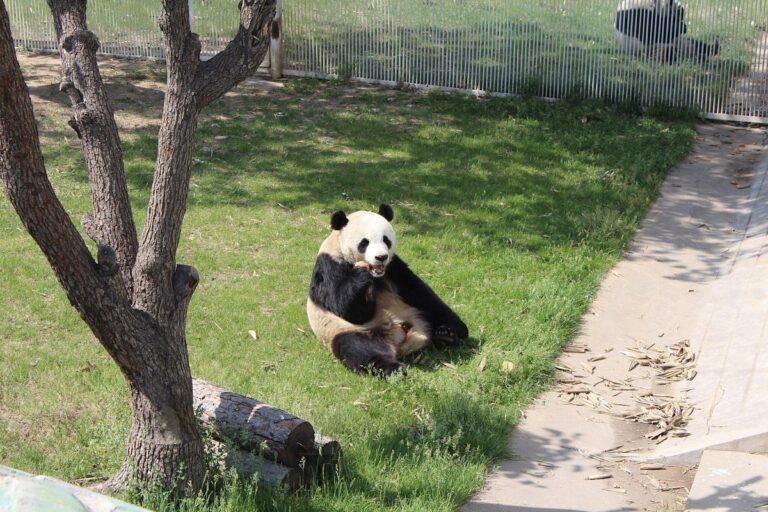 Taiyuan Zoo: Where Fun Meets Learning in the Heart of Shanxi