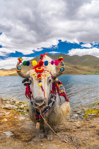 A scenic view of tianzhu white yak scenic area