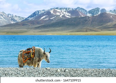 Discover the Majestic Beauty of Tianzhu White Yak Scenic Area: A Journey Through Nature