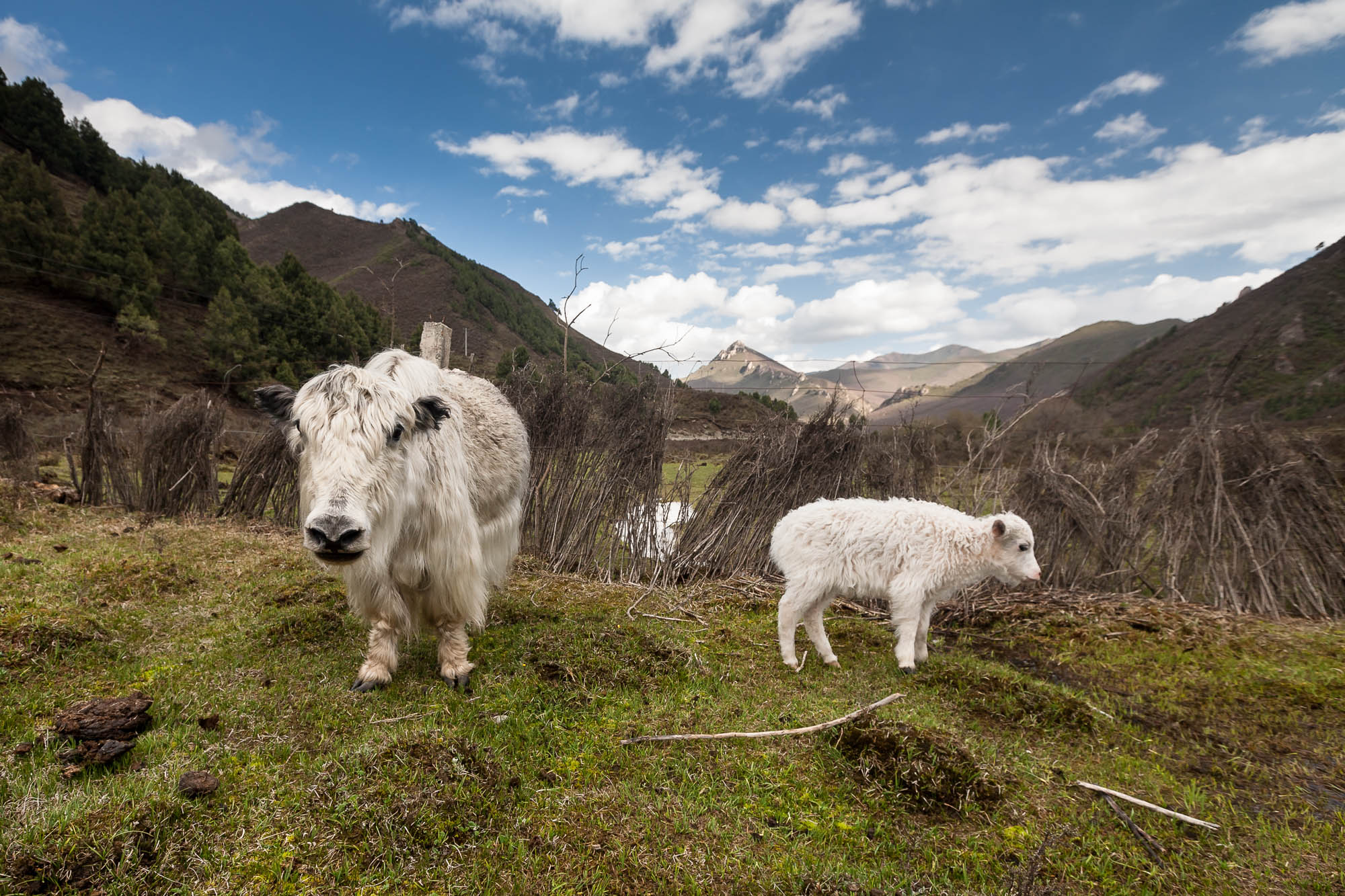A scenic view of tianzhu white yak scenic area