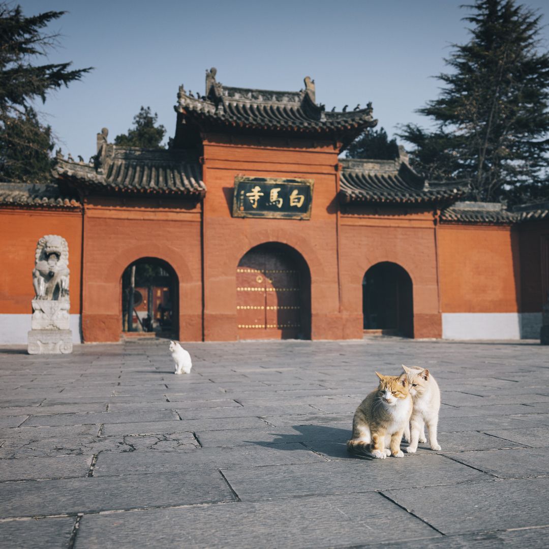 A scenic view of White Horse Temple Heritage