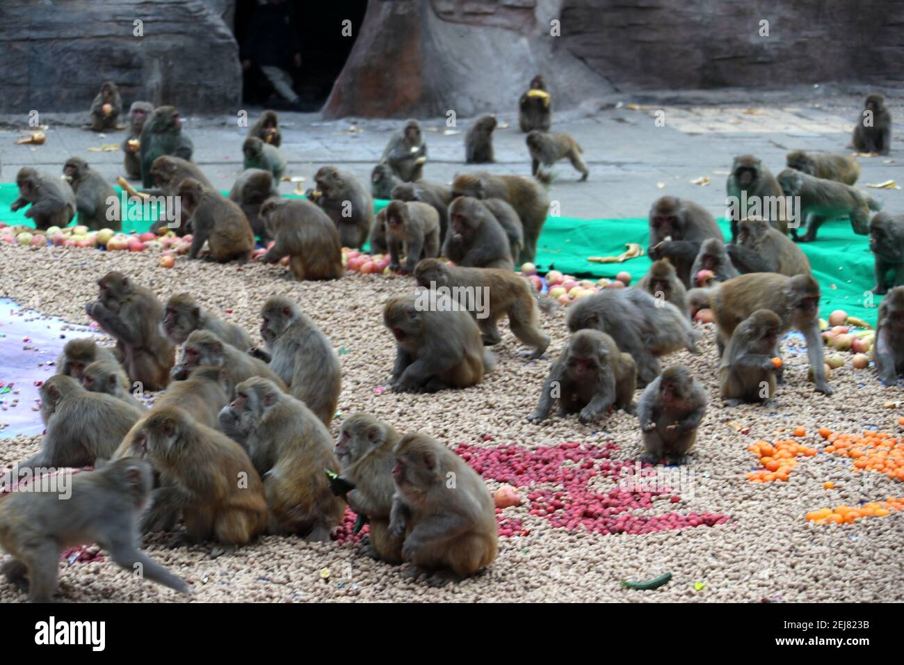 A scenic view of Wulongkou Macaque Reserve