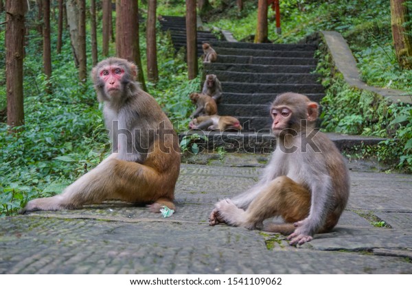 A scenic view of Wulongkou Macaque Reserve