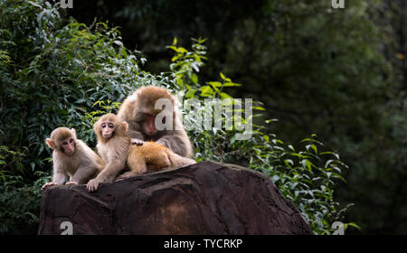 A scenic view of Wulongkou Macaque Reserve