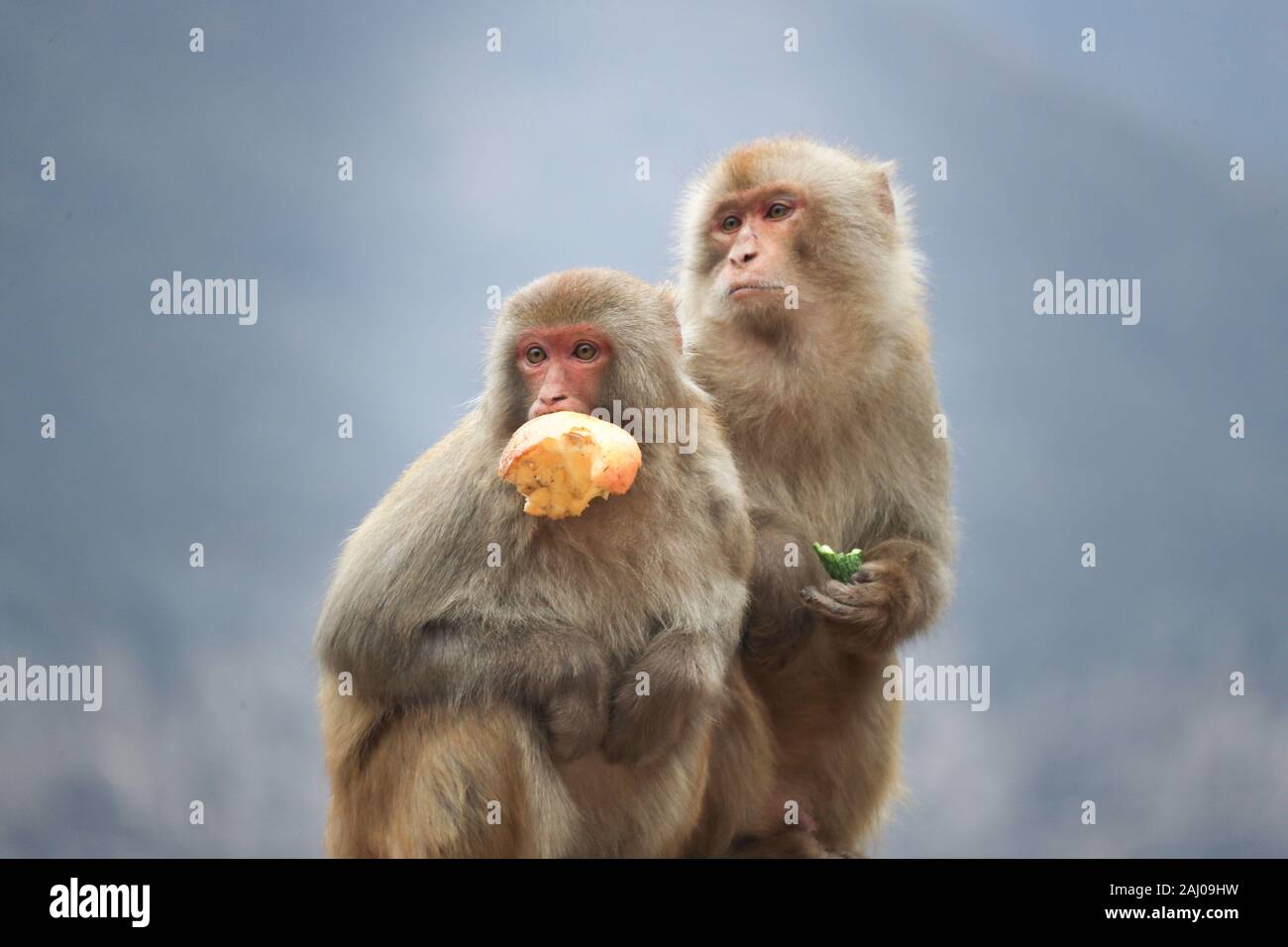 A scenic view of Wulongkou Macaque Reserve